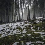 forest-nature-snow-4058-824×550